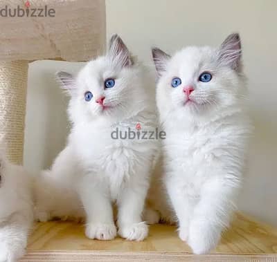 Ragdoll Cats//Whatsapp Me (+966) 5889-93320