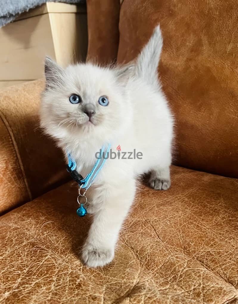 Ragdoll Cats//Whatsapp Me (+966) 5889-93320 1