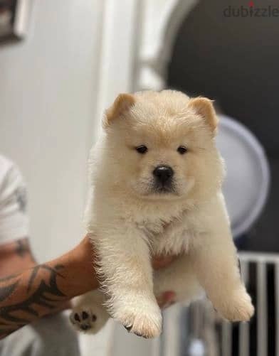 Whatsapp Me +966(583)-921348//Chow Chow Puppies 1
