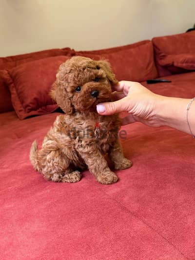 Toy poodle puppies for sale