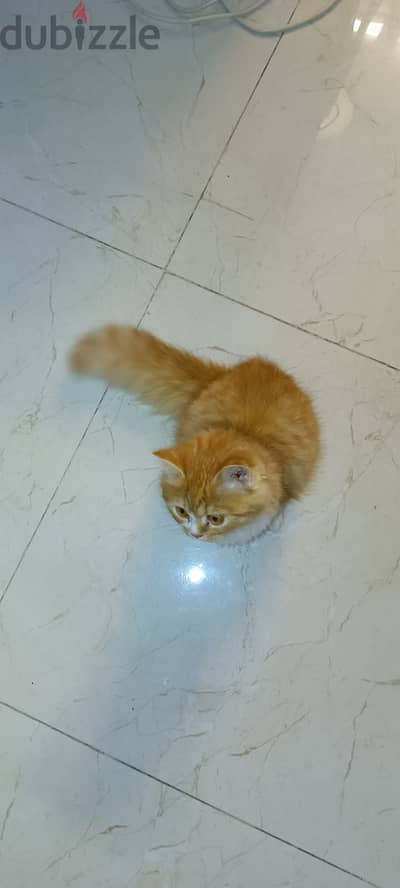 Persian / British Longhair