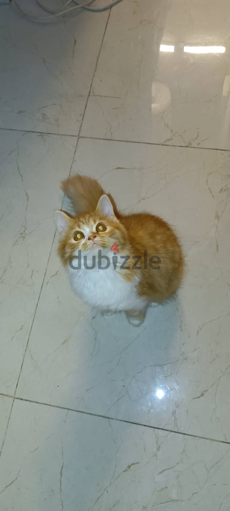 Persian / British Longhair 1