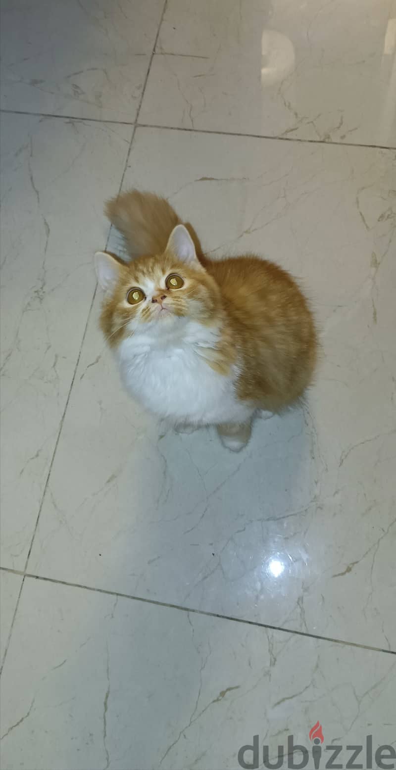 Persian / British Longhair 2