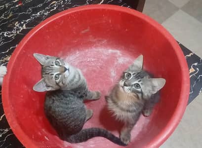 kitten and their mother for sale      قطط للبيع مع أمهم