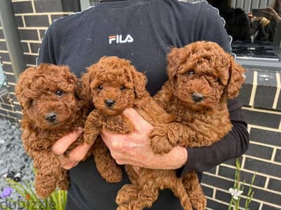 Toy Poodle Puppies//Whatsapp Me +966 (583)-921348