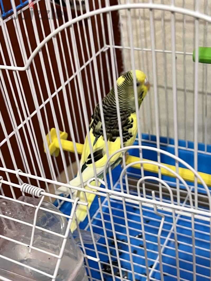 budgerigar with the medium size cage 1