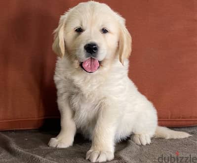 Whatsapp Me (+966) 588993320//Golden Retriever Puppies
