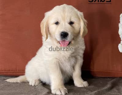 Golden Retriever//Whatsapp Me (+966) 588993320