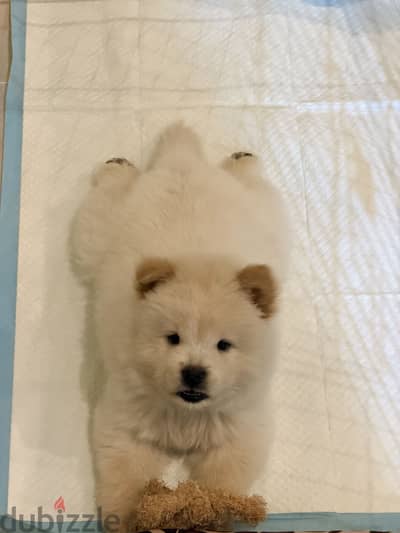 Chow Chow female 9 weeks old