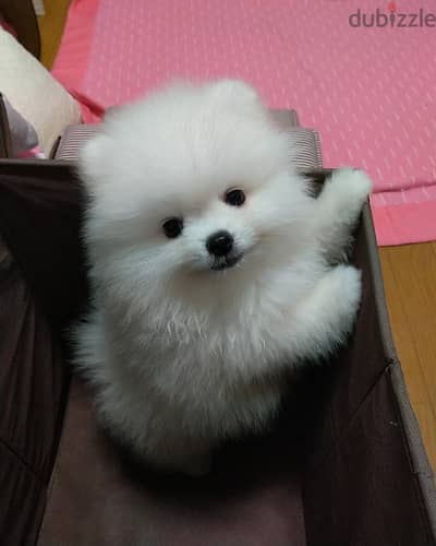 Pomeranian puppies