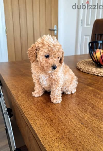 Whatsapp Me +966 (583)921348//Toy Poodle Puppies