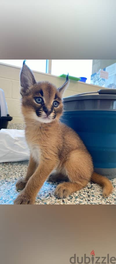 Caracal kityens for adoption