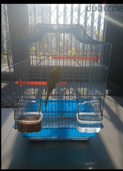 Budgerigar bird