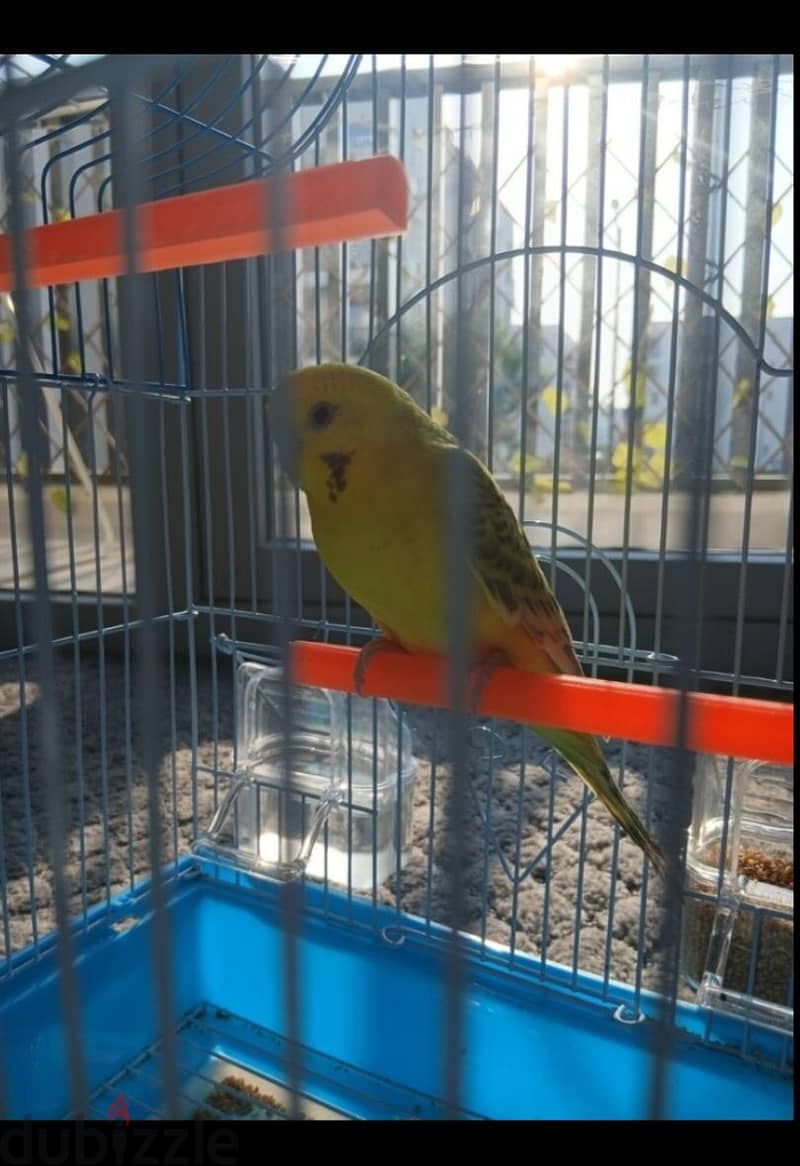Budgerigar bird 1