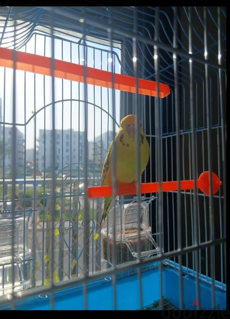 Budgerigar bird 2