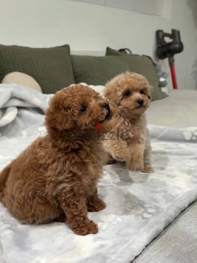 Purebred Poodle Puppies For Forever Adoption