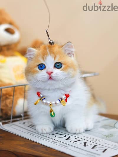Purebred Munchkins Kittens For Adoption