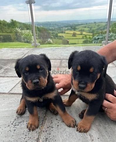 Rottweiler Puppies//Whatsapp Me (+966) 588993320