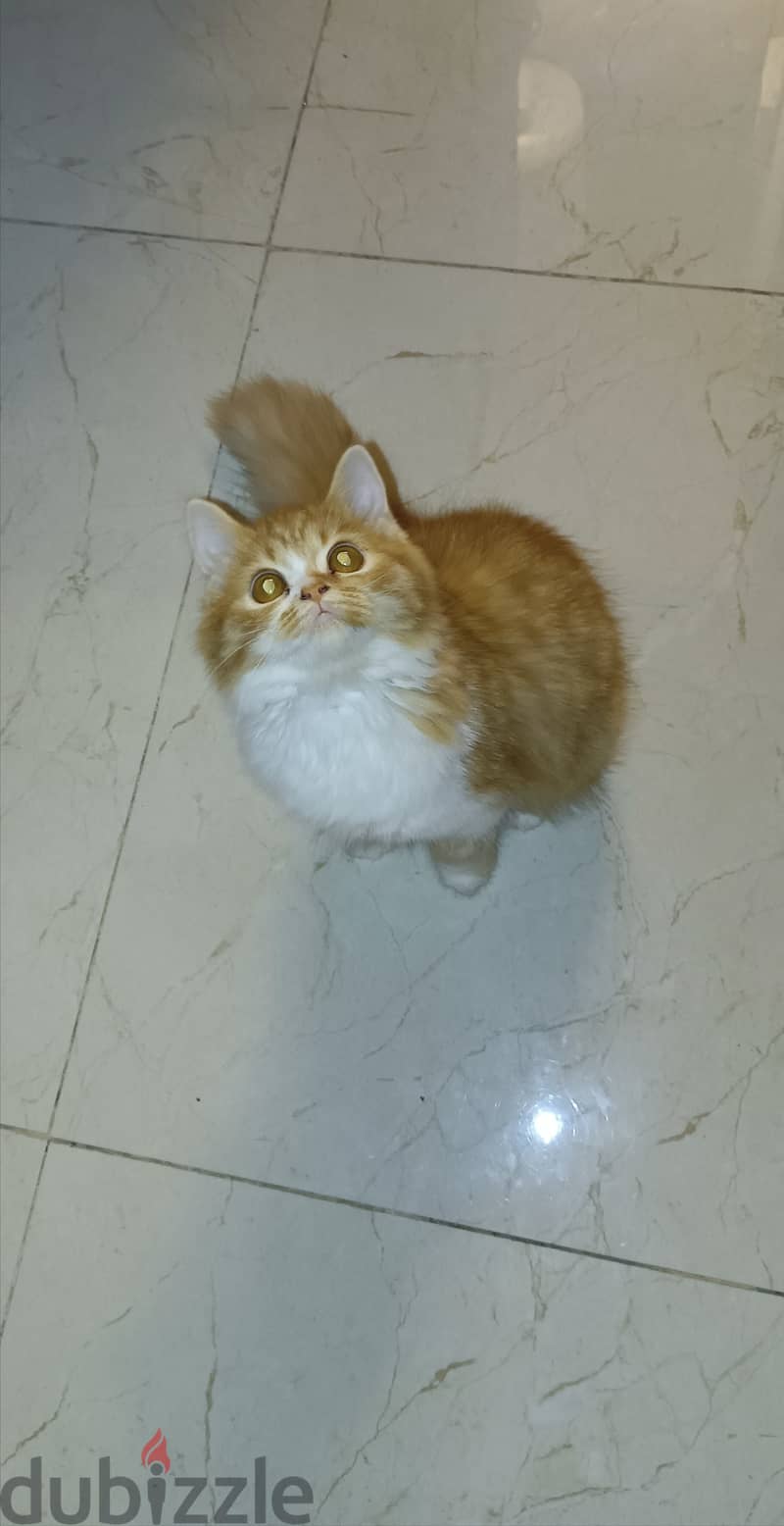 British Longhair 1