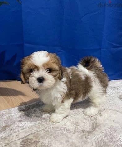Whatsapp Me (+966) 588993320//Shih Tzu Puppies