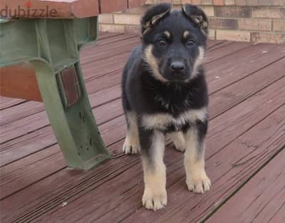 G-Shepherd Puppies//Whatsapp Me (+966) 588993320