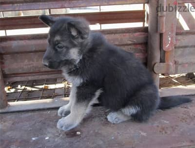 Whatsapp Me (+966) 588993320//G-Shepherd Puppies