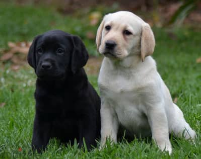 Labrador Puppies//Whatsapp Me +966 (583)-921348