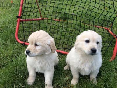 Whatsapp Me (+966) 588993320//Golden Retriever