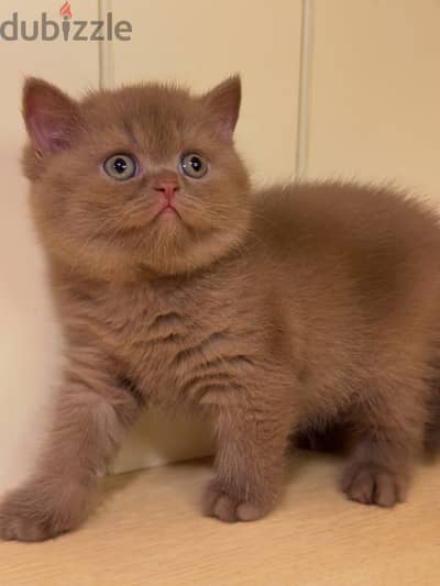 British Shorthair Kitten