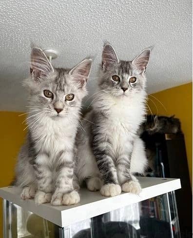 Maine Coon Cats//Whatsapp Me +966 (583)-921348