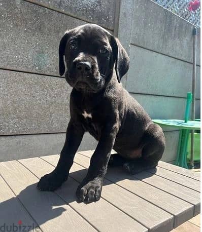 Whatsapp Me (+966) 588993320//Cane Corso Puppies