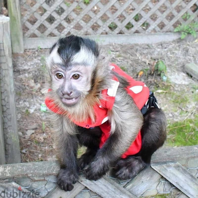 Whatsapp Me +966 (583)-921348//Capuchin Monkeys 1