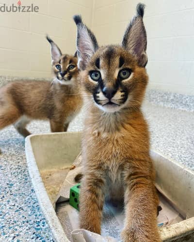 Caracal Cats//Whatsapp Me (+966) 588993320