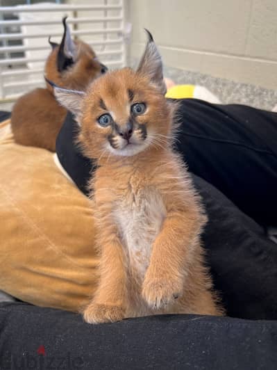 Whatsapp Me (+966) 588993320//Caracal Cats