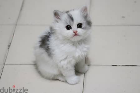 kitten for sale