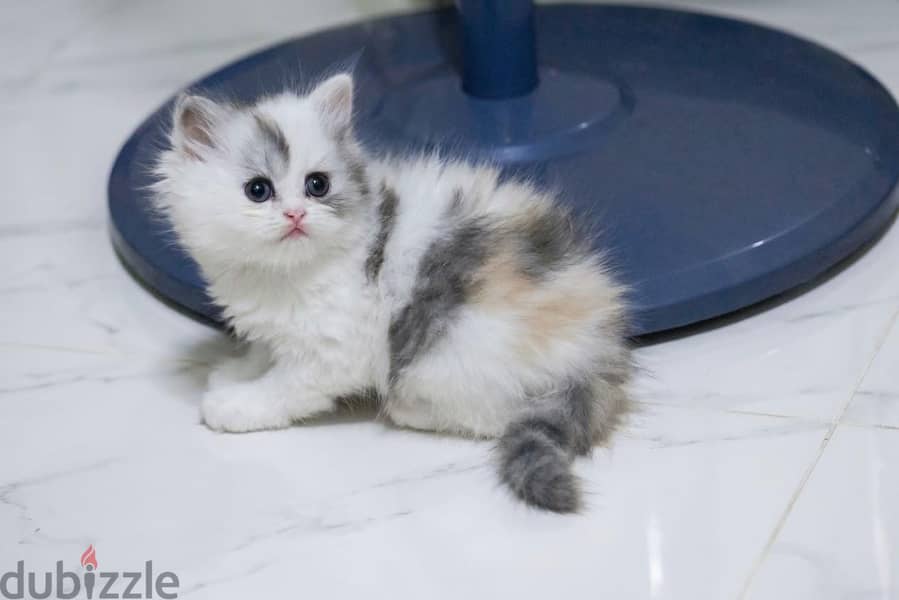 kitten for sale 1