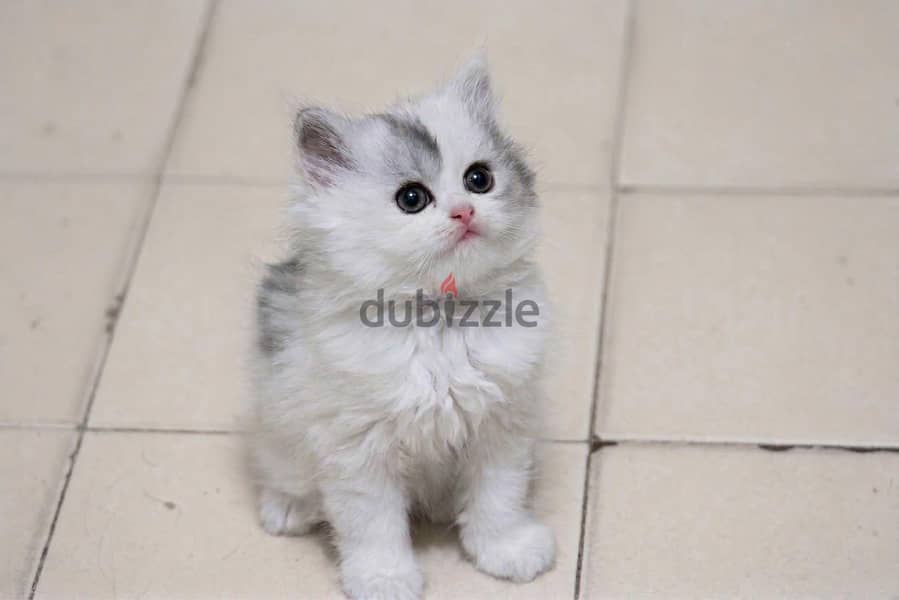 kitten for sale 2