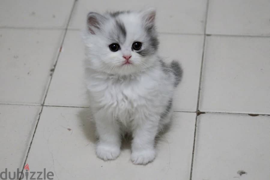 kitten for sale 3