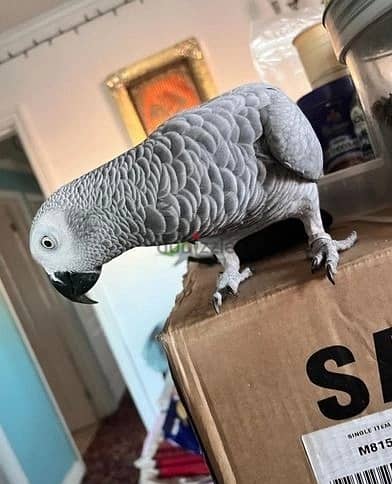 African Grey Parrots//Whatsapp Me (+966) 588993320