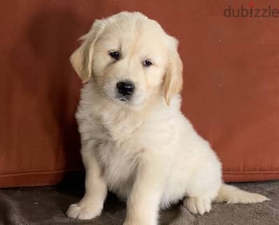 Golden Retriever//Whatsapp Me +966 (583)-921348