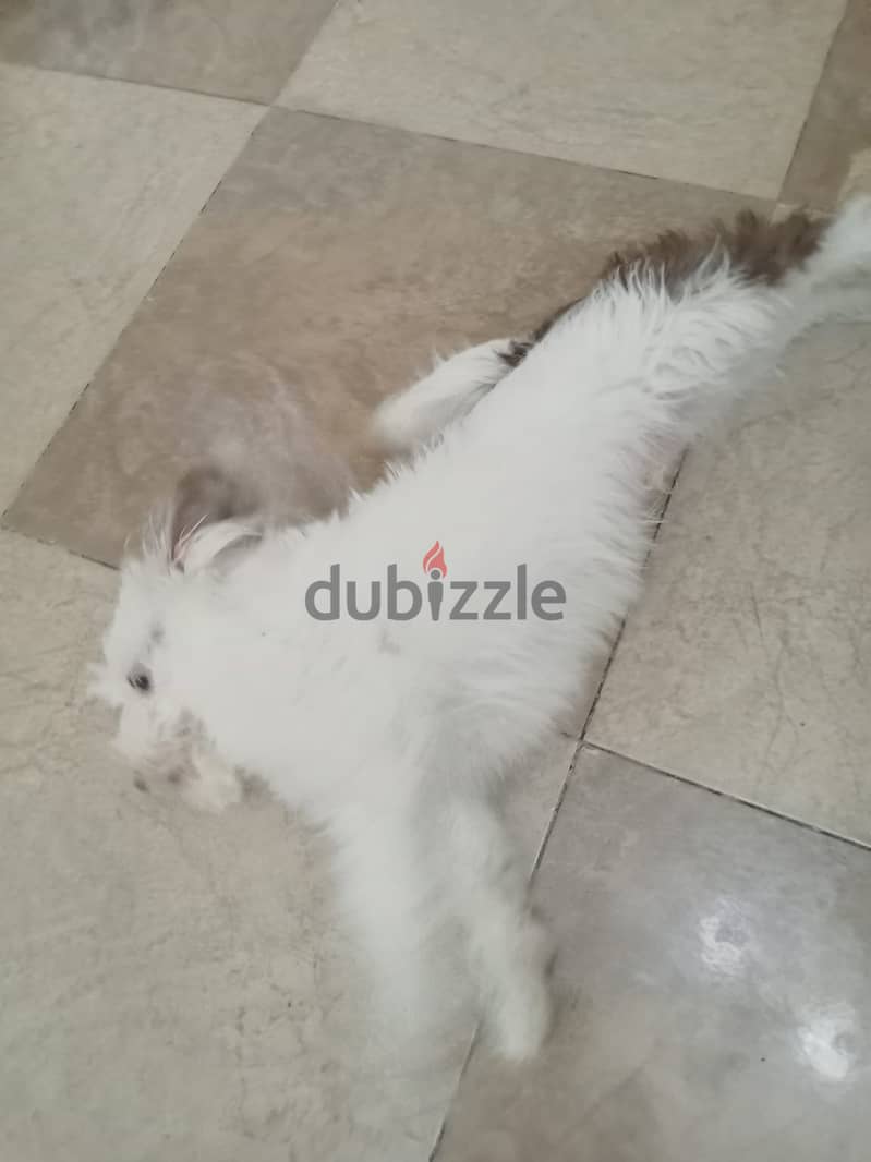 Mix pomeranian 1