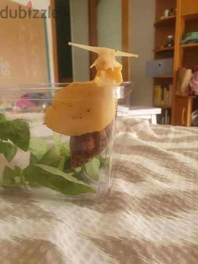 Giant African Land snail 