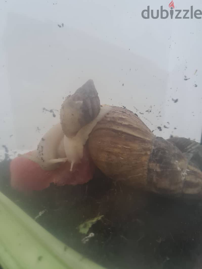 Giant African Land snail  1