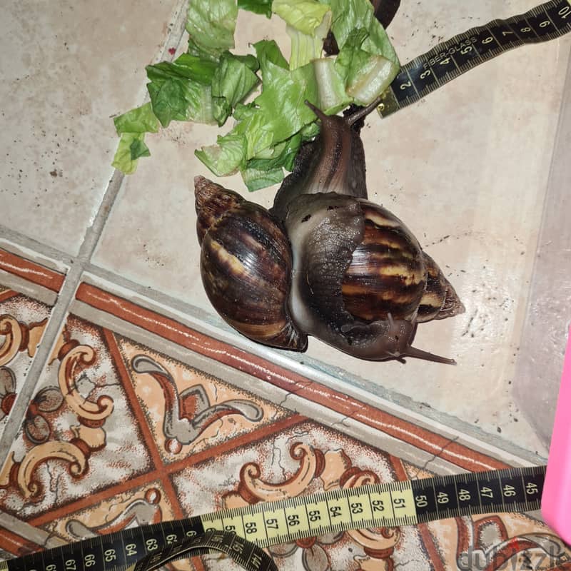 Giant African Land snail  2
