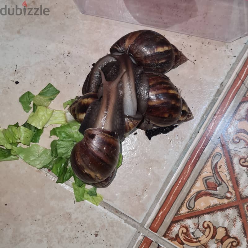 Giant African Land snail  3