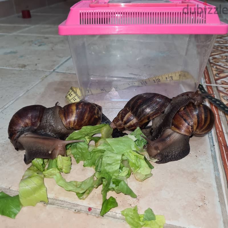 Giant African Land snail  4