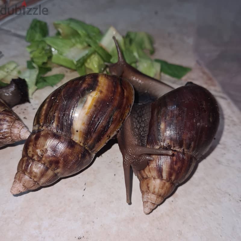 Giant African Land snail  5