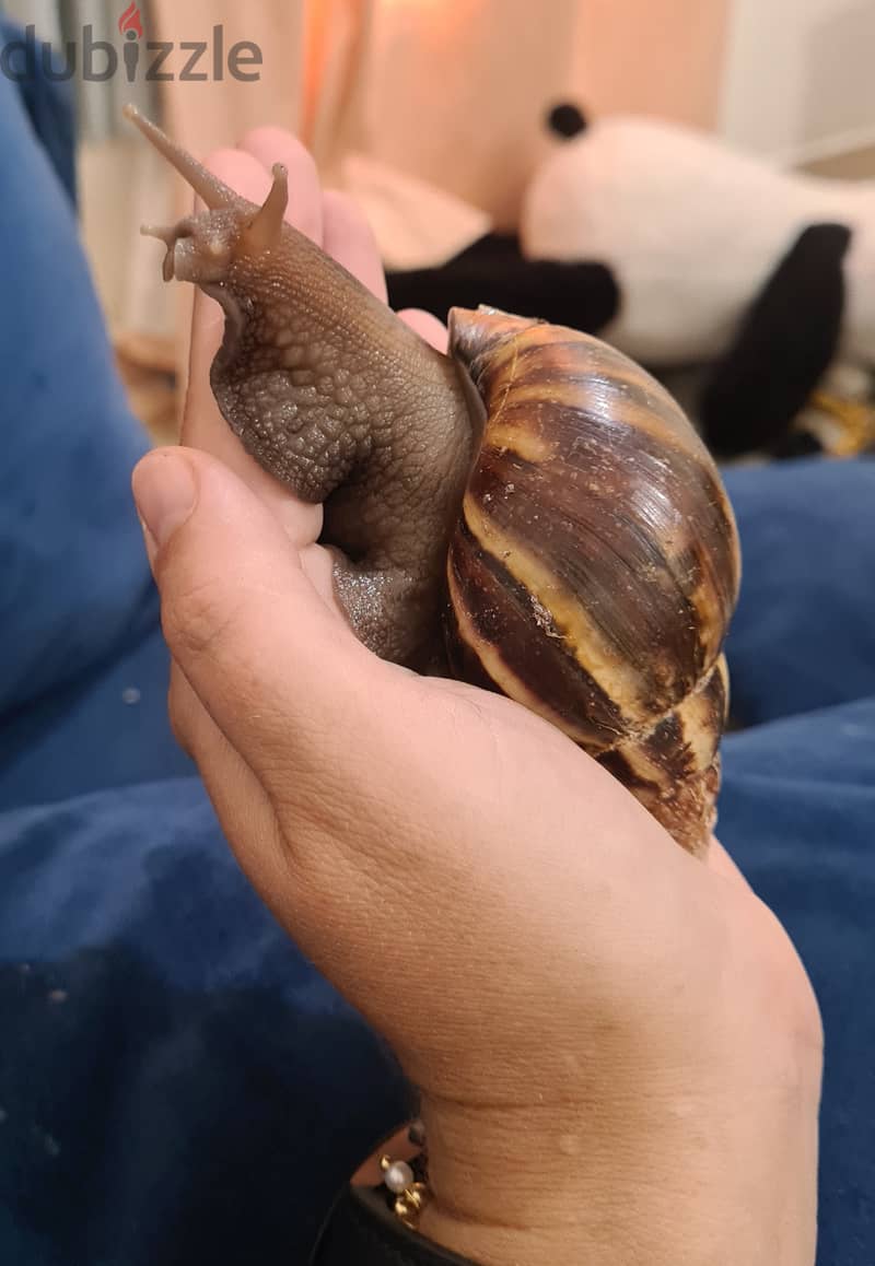 Giant African Land snail  6