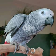 African gray parrot Whatsapp me +37063204763 0