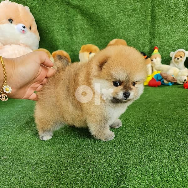 teacup teddy bear pomeranian for sale near me